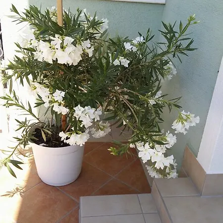 Green 3* באלאטונפורד