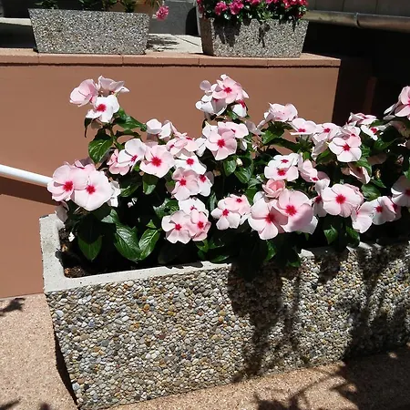 בית הארחה Green